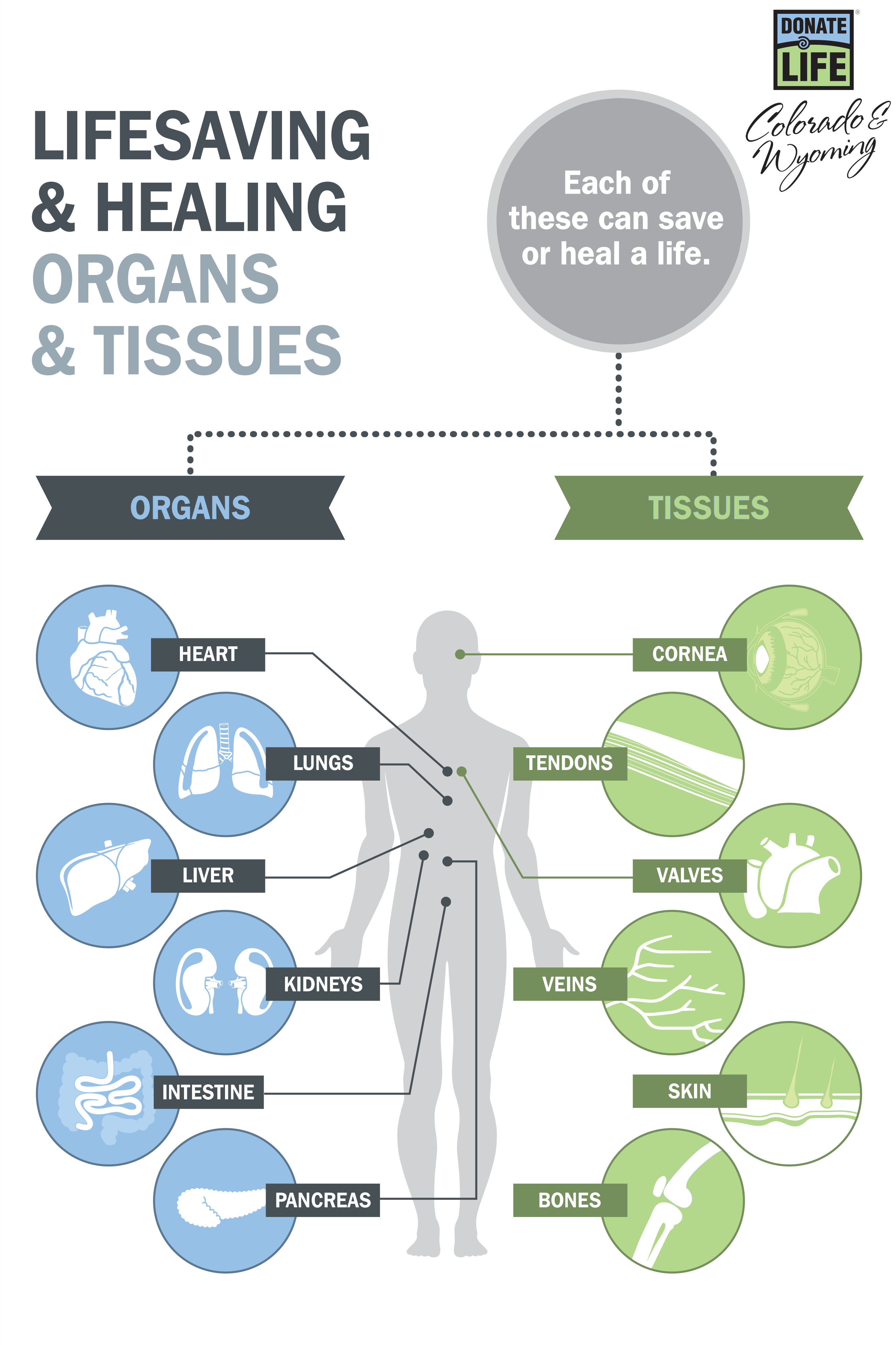 Donor Alliance Organ And Tissue Infographic Donor Alliance